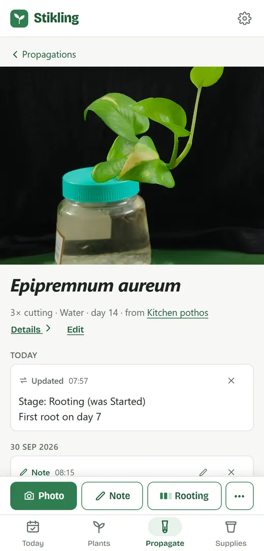 En pothos-stikling, der slår rødder i et glas vand på dag 14, med et link til planten, den er taget fra