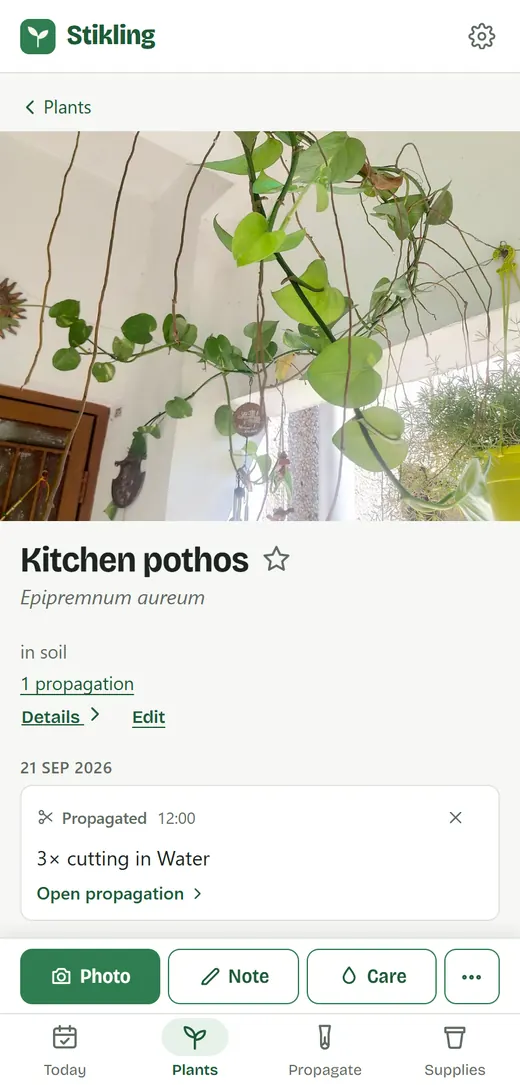Planten, stiklingen er taget fra, med billede, navn og historik